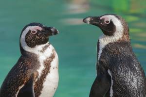 Szegedi Vadaspark - pápaszemes pingvin
